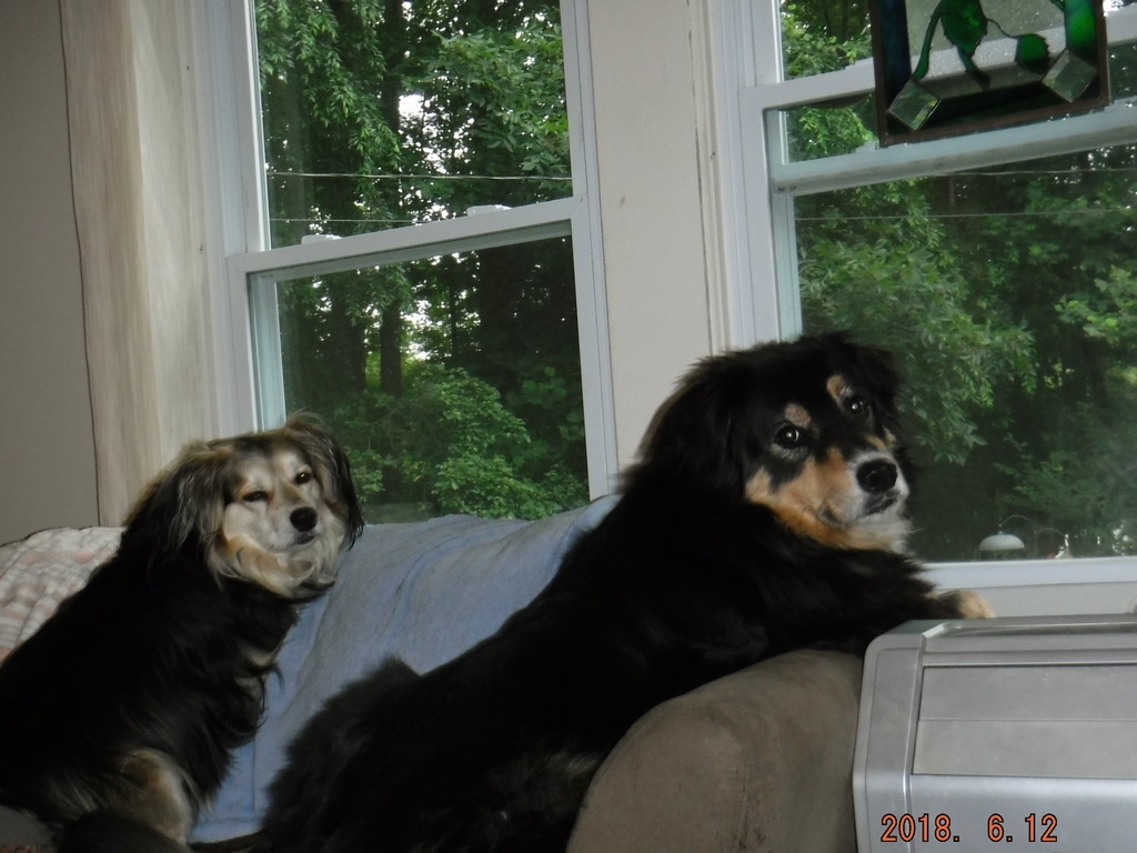 Bailey & Rocky - "Whaddya want, Dad?" - June 2018